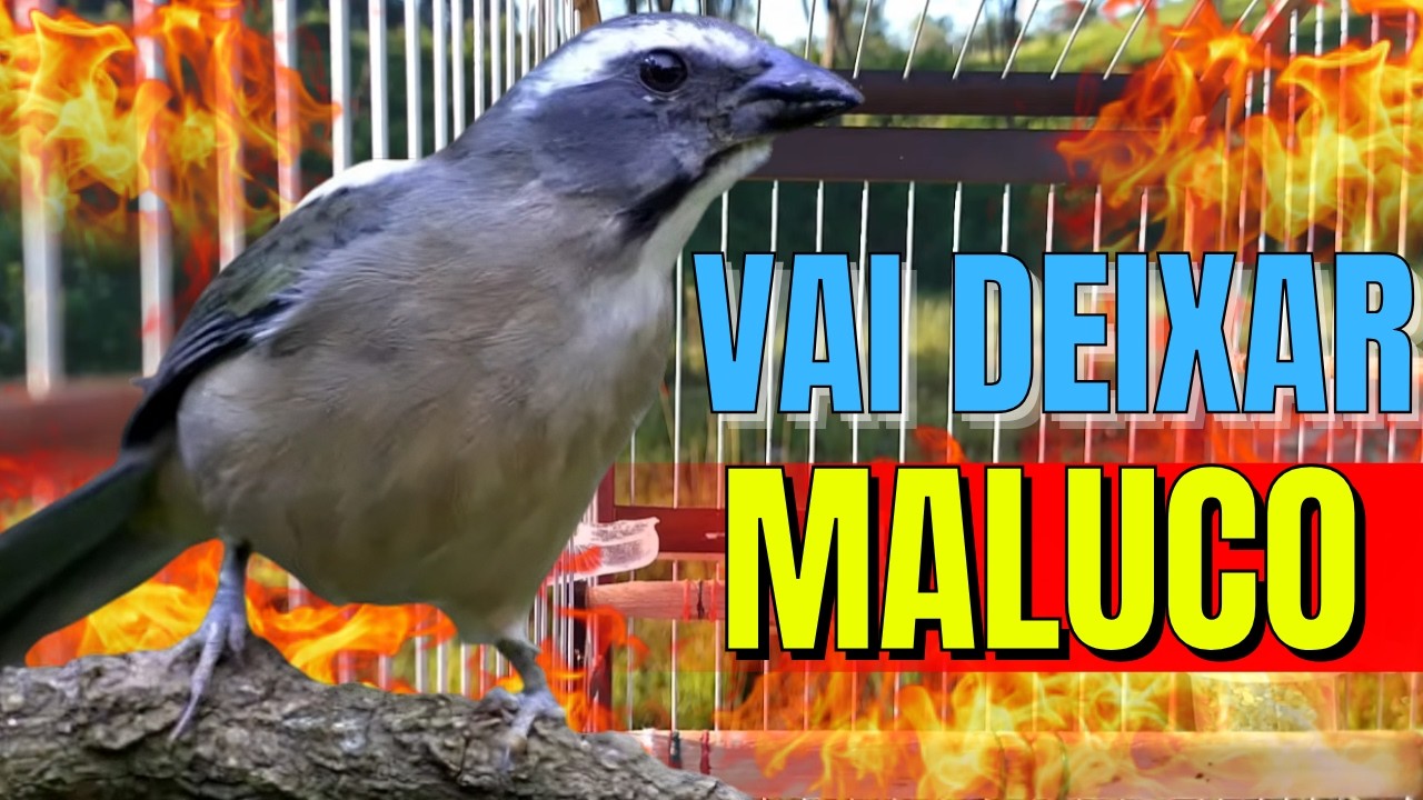 PIADO DE FEMEA MACHEANDO🟢DESTRAVE SEU TRINCA FERRO FRIO🟢 COM TRINCA FERRO CANTANDO🟢