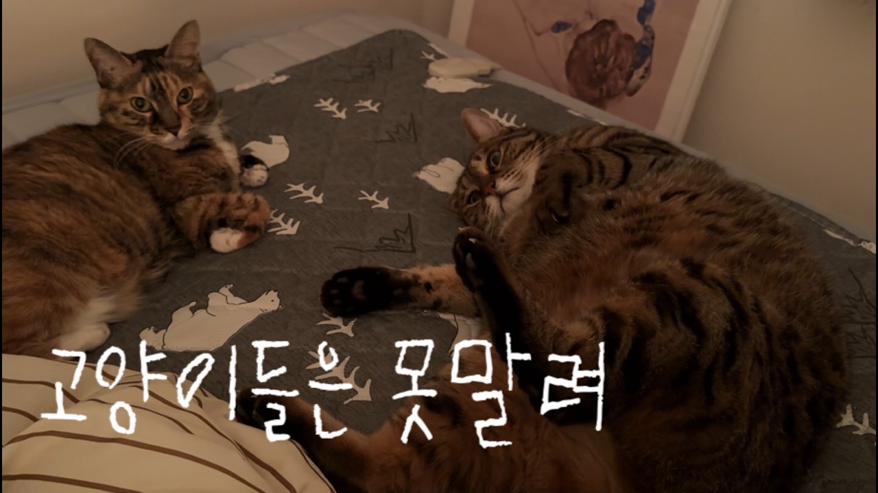 냥집사의 루틴ㅣ고양이 사료 추천ㅣ파스타 해먹고 카페 인스타그램 관리하기☕️