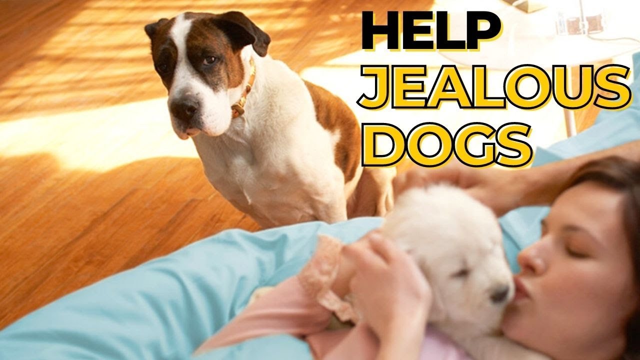 Do Dogs Get Jealous of New Puppies?Canine Jealousy and How to Handle?