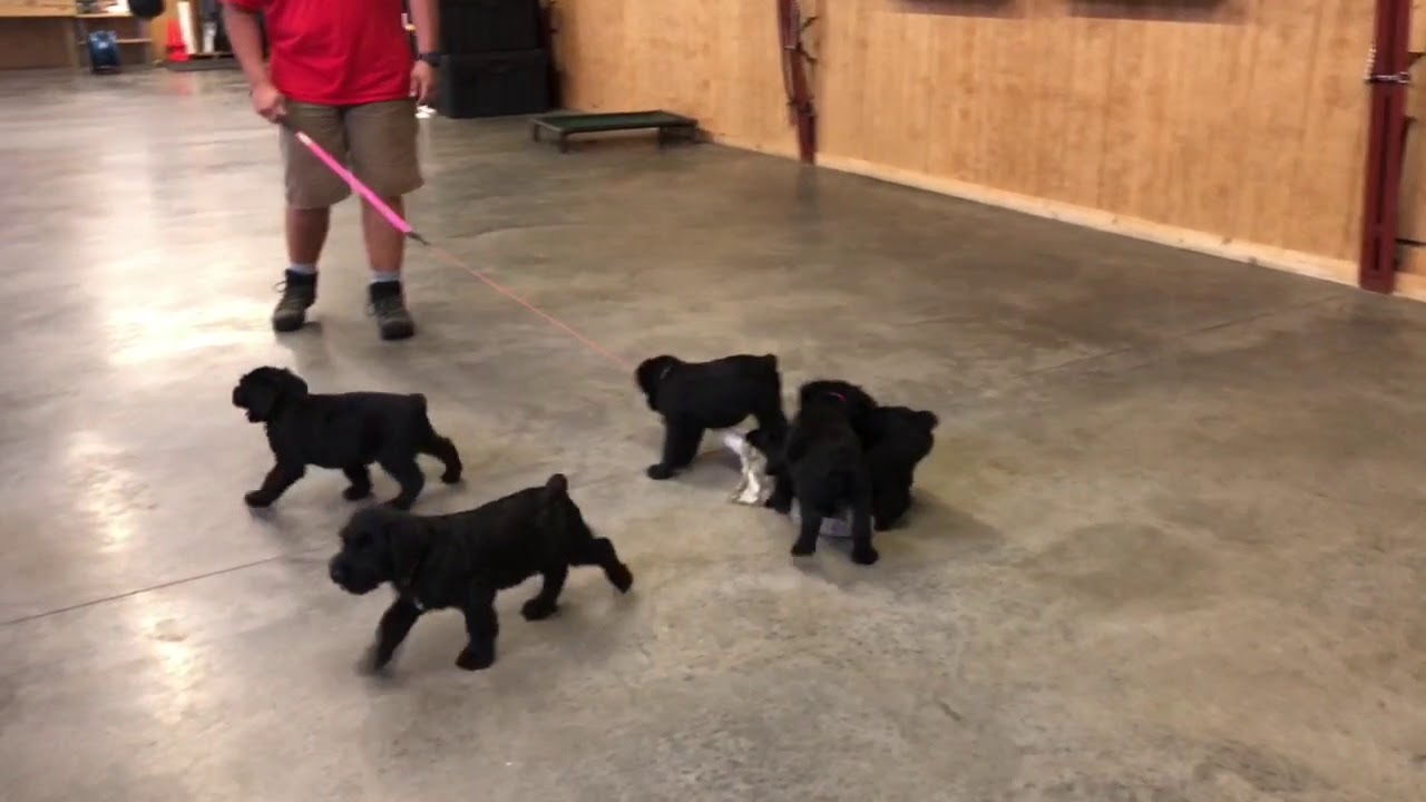 WOW! LOOK! Cute Giant Schnauzer Puppies 