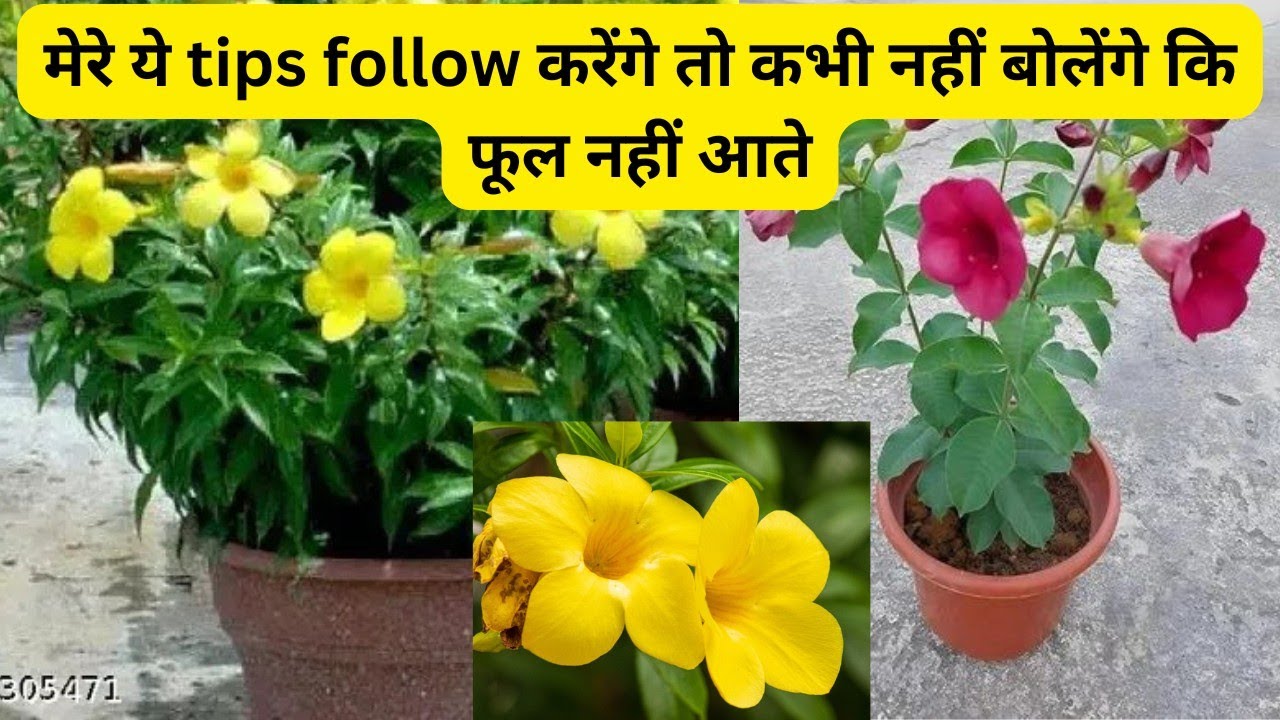 Allamanda plant full care information मेरे ये tips follow करेंगे तो कभी नहीं बोलेंगे कि फूल नहीं 🤩