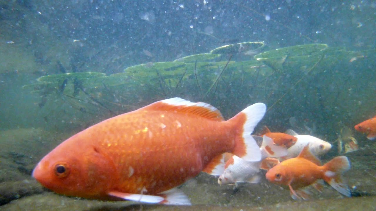 Underwater View of Koi Pond (HD)