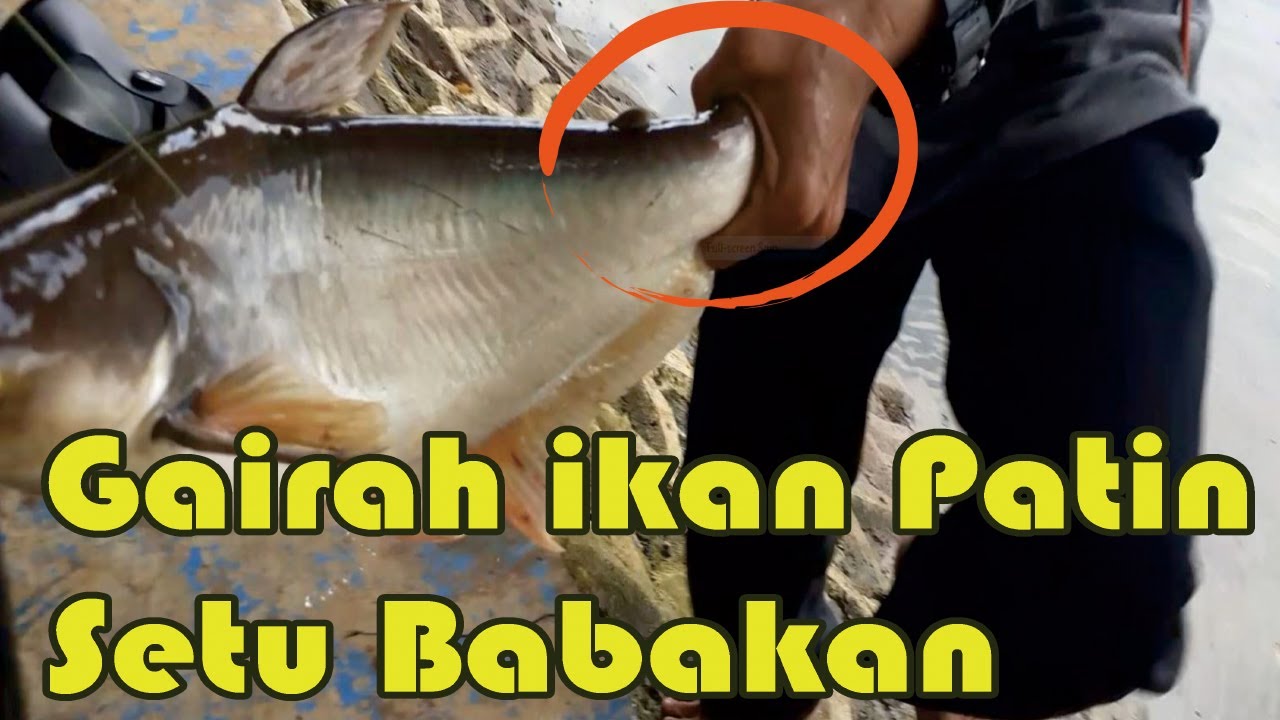 MANCING DI SETU BABAKAN, Strike Ikan Patin Babon ,sampe mocel bisa 3 lebaran keingetan terus