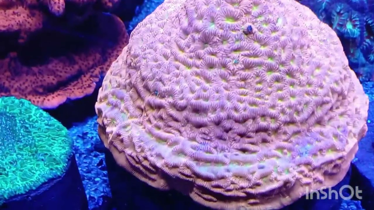 Corals  sps lps 