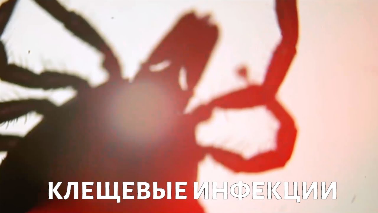 Клещевые ИНФЕКЦИИ: что это такое?
