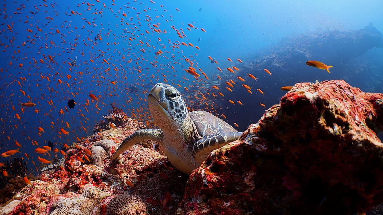 Beautiful 4K Underwater Maldives Diving. Shot November - December 2021
