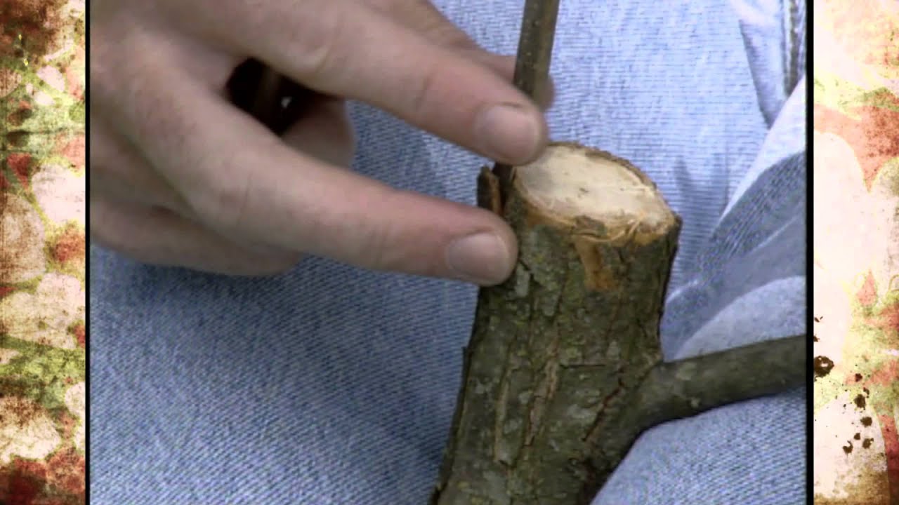 Grafting Pecans