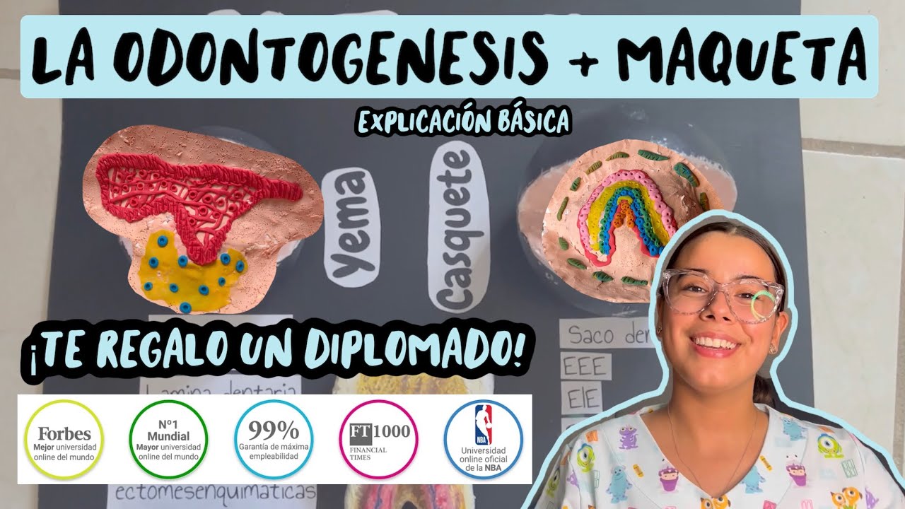 Explicación de ODONTOGENESIS + maqueta