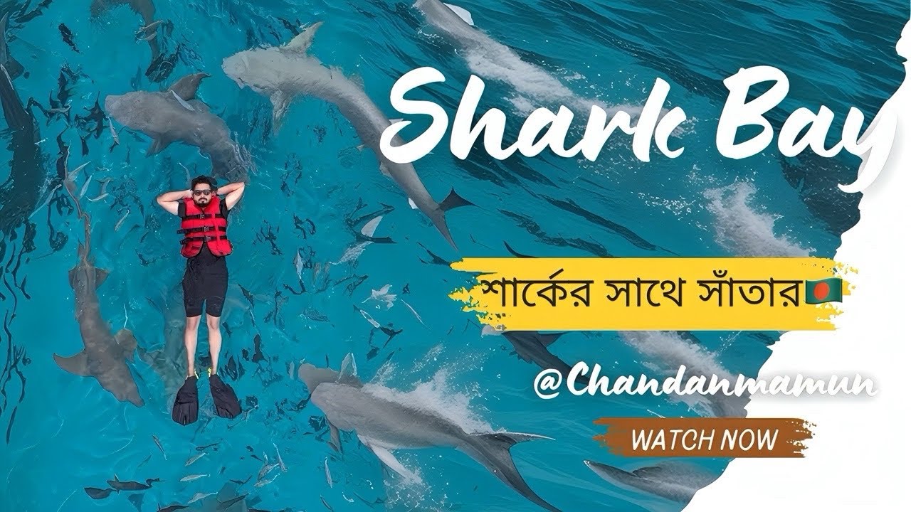 🦈 মালদ্বীপে শার্কের সাথে সাঁতার! | Shark Bay Day Trip | Swimming with Sharks | Maldives | Bangladesh