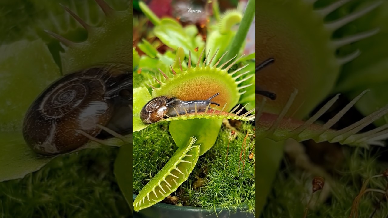 Caramujo vs Planta Carn&iacute;vora