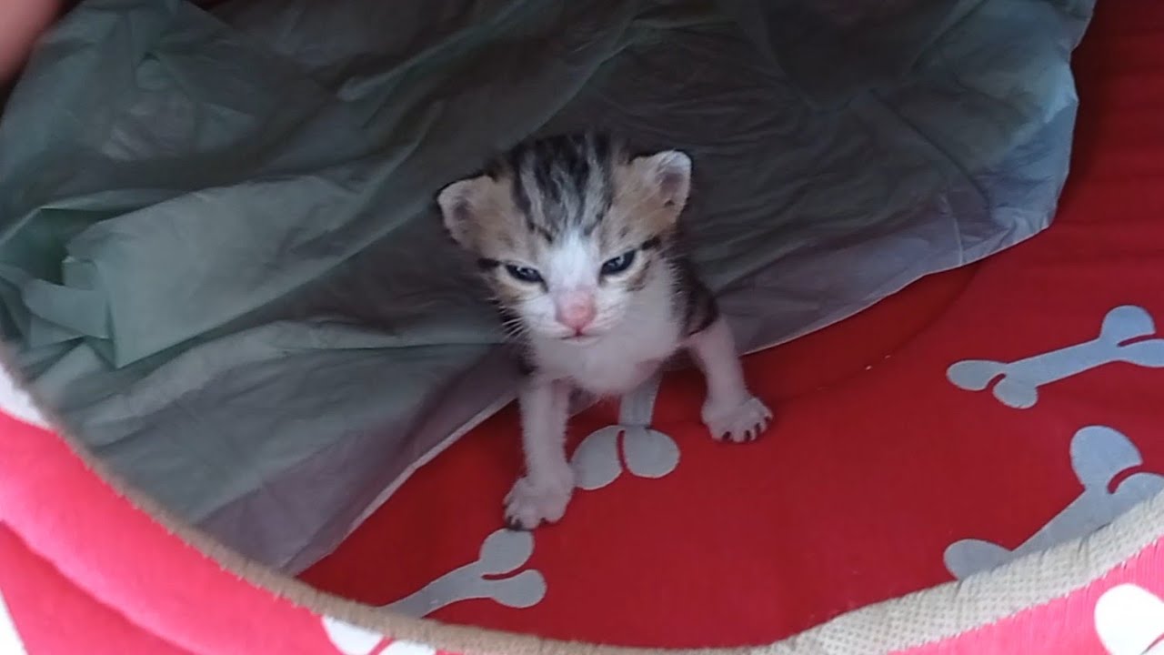 Karnı Doymadığı İçin Yavrularını Emzirmeyen Anne Kedi