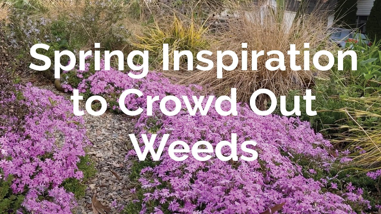 Spring Inspiration to Crowd Out Weeds