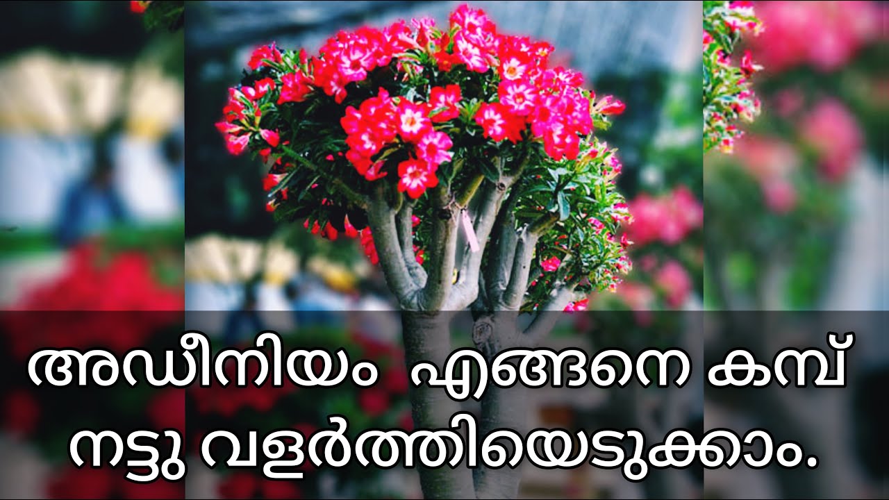 How to grow Adenium from Adenium stems || അഡീനിയം  എങ്ങനെ കമ്പ് നട്ടു വളർത്തിയെടുക്കാം || Malayalam