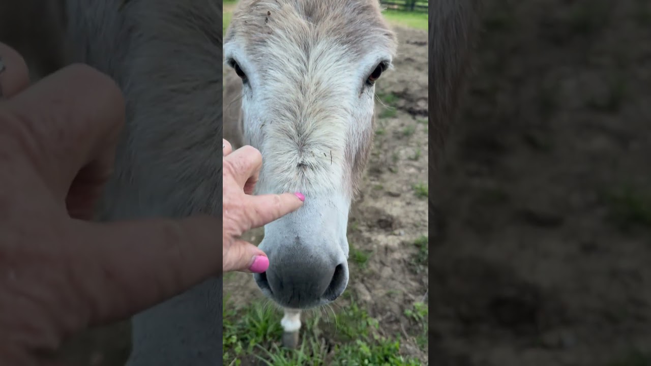 Большой прогресс с Баки! #kentuckydreamfarm #minidonkey #donkey #findyourjoy #kentucky