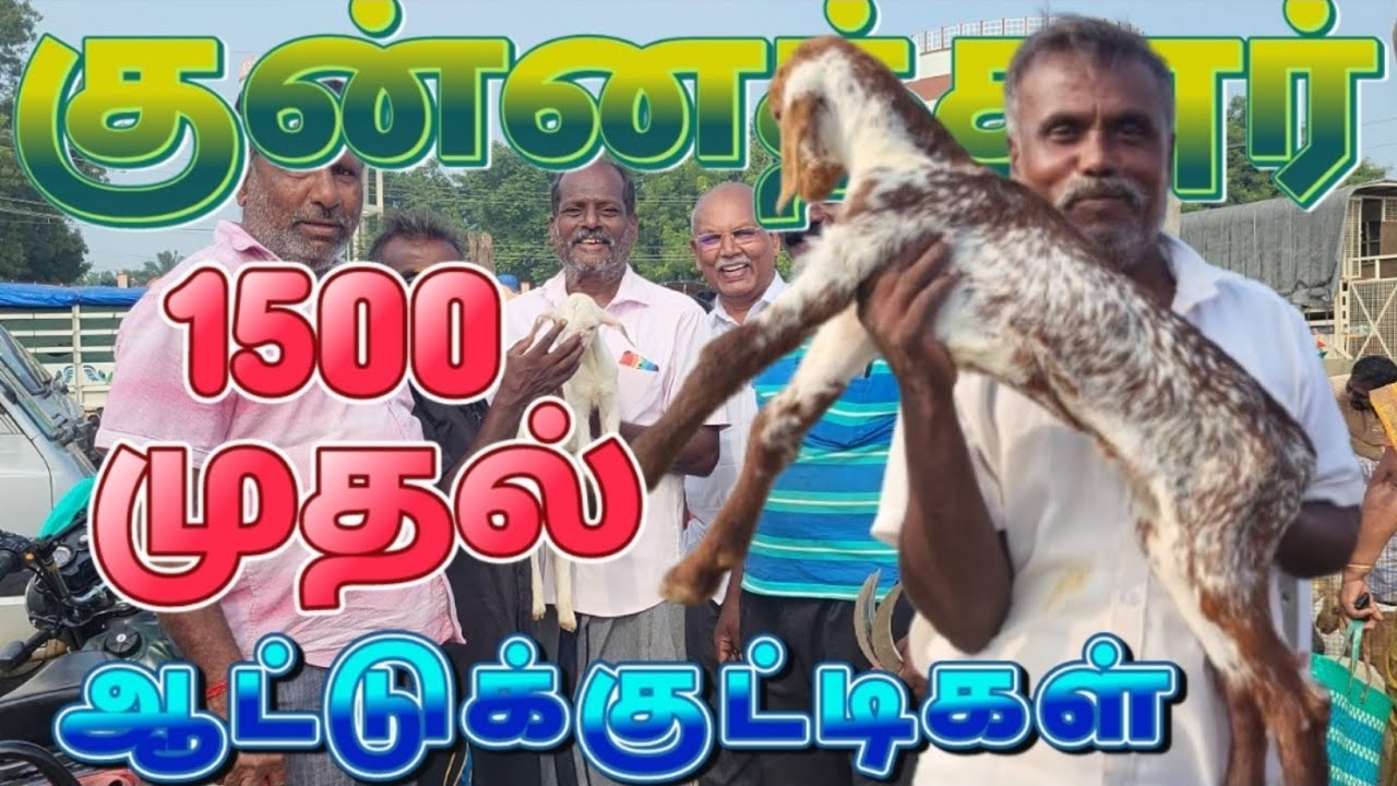 குன்னத்தூரில் ₹1500 முதல் ₹5000 வரை ஆட்டுக்குட்டிகள்#குன்னத்தூர் #goat #kunnathur
