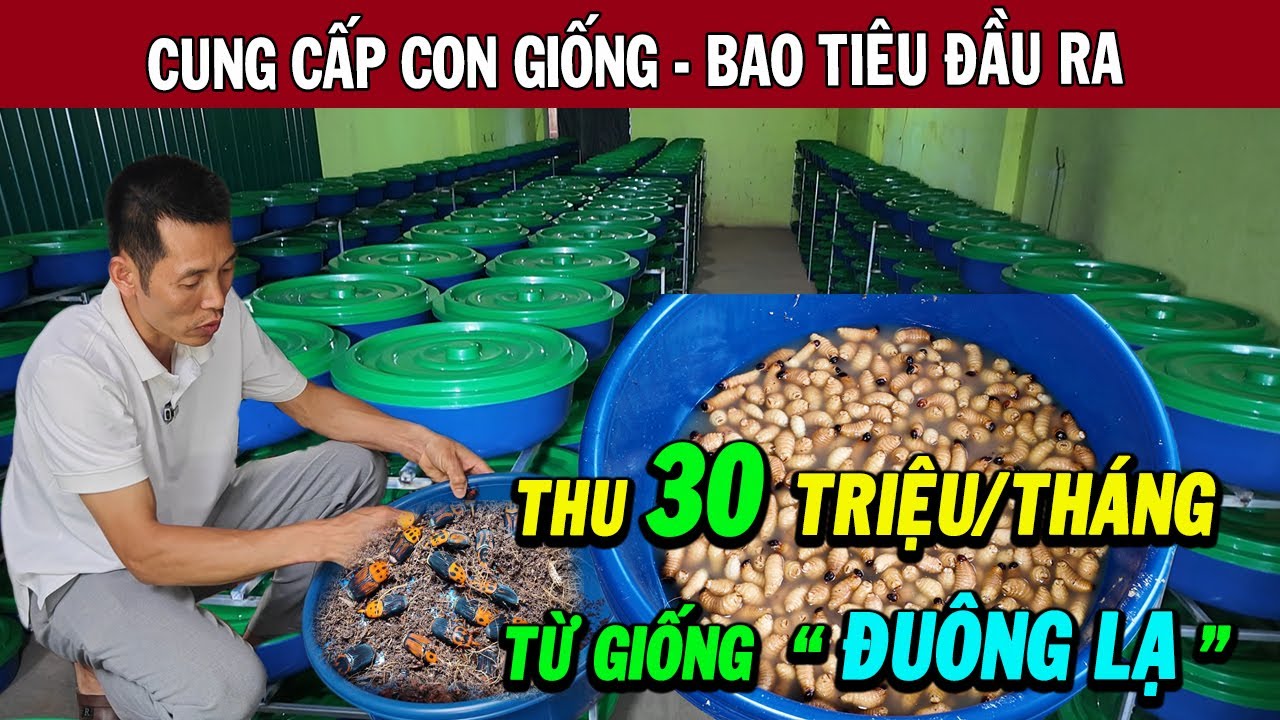 Kỹ Thuật Nu&ocirc;i Đu&ocirc;ng Dừa Tại Nh&agrave; - Thu Nhập 30 Triệu/Th&aacute;ng Từ M&ocirc; H&igrave;nh Độc Lạ | Đu&ocirc;ng Dừa Giống