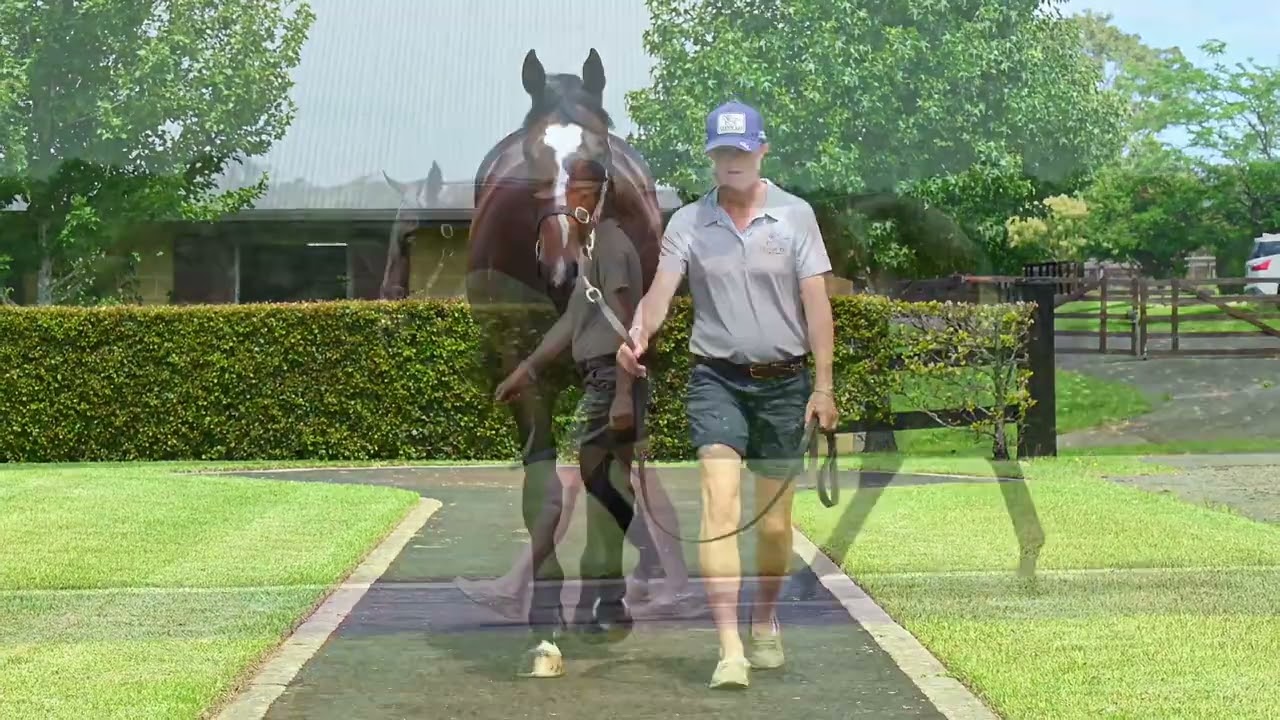Lot 1050 Trapeze Artist (AUS ) x Ghazaaly (AUS) Colt