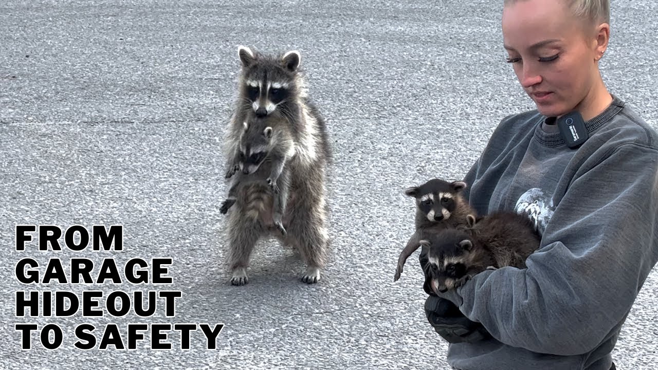 Raccoons Go From Garage Hideout to Safety | Humane Raccoon Removal From Garage