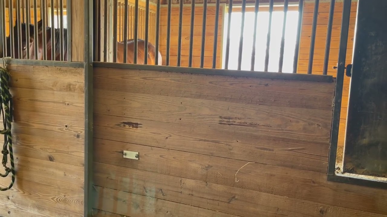 Horse targeting WHILE eating 