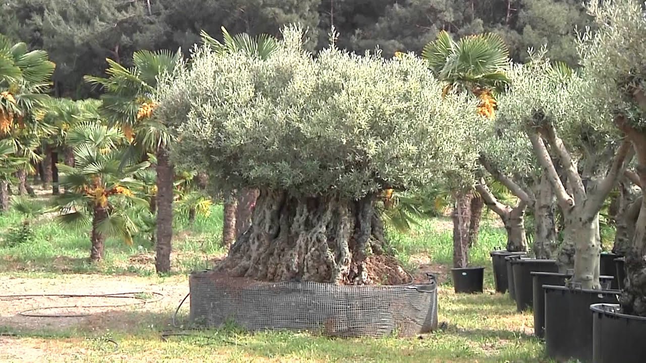 UZBAŞ - Made in Urla