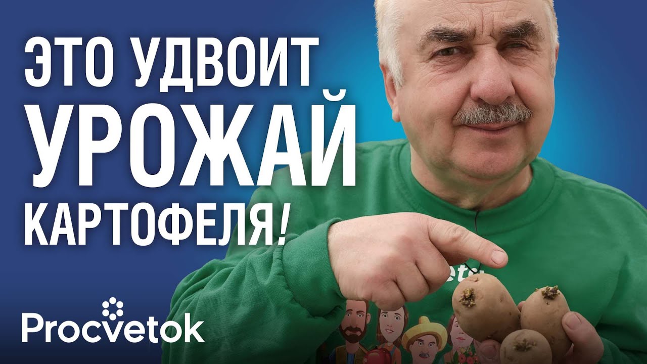 УРОЖАЙ КАРТОФЕЛЯ В ДВА РАЗА БОЛЬШЕ, если сделать это с клубнями перед посадкой!