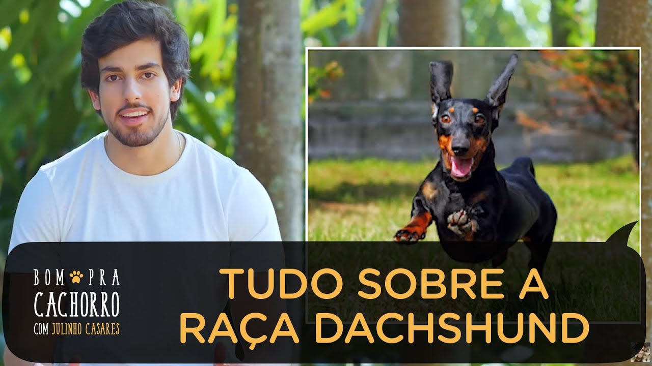 DACHSHUND SALSICHINHA - TUDO SOBRE RA&Ccedil;AS DE CACHORRO | JULINHO CASARES