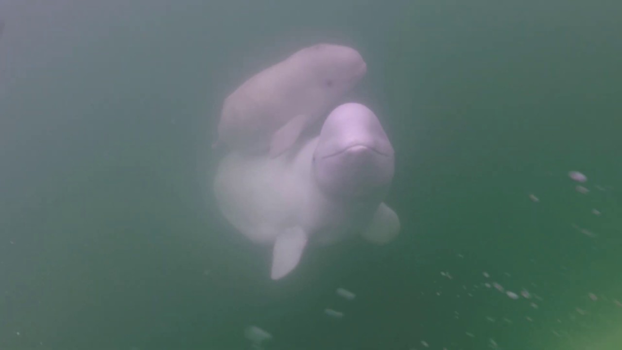 Белухи в Черчилле с Lazy Bear Lodge