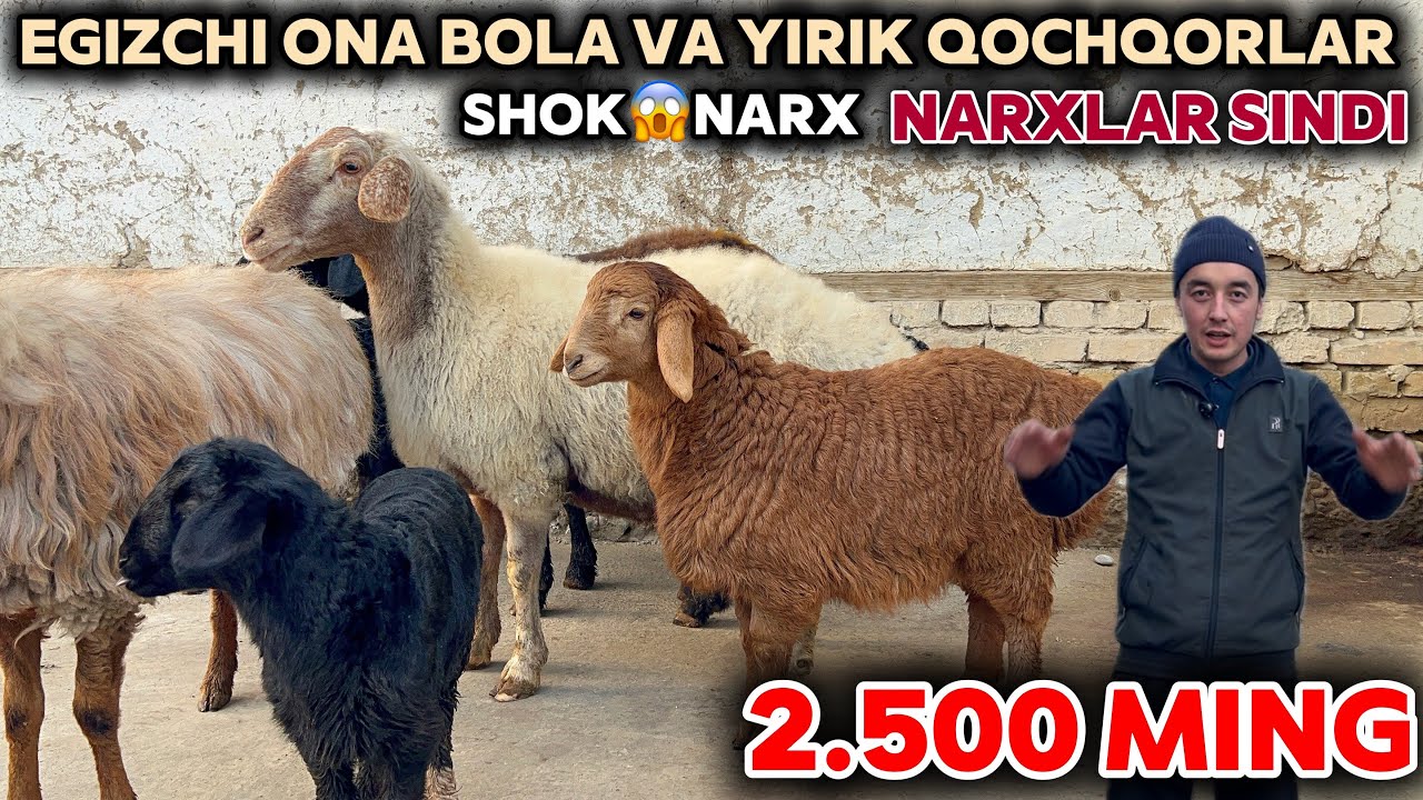 QAHRAMON QO’YLAR NARXINI YORVORDI SHOSHILING REKORD🔥NARXLAR BOLDI PULI ARZON QOYLAR