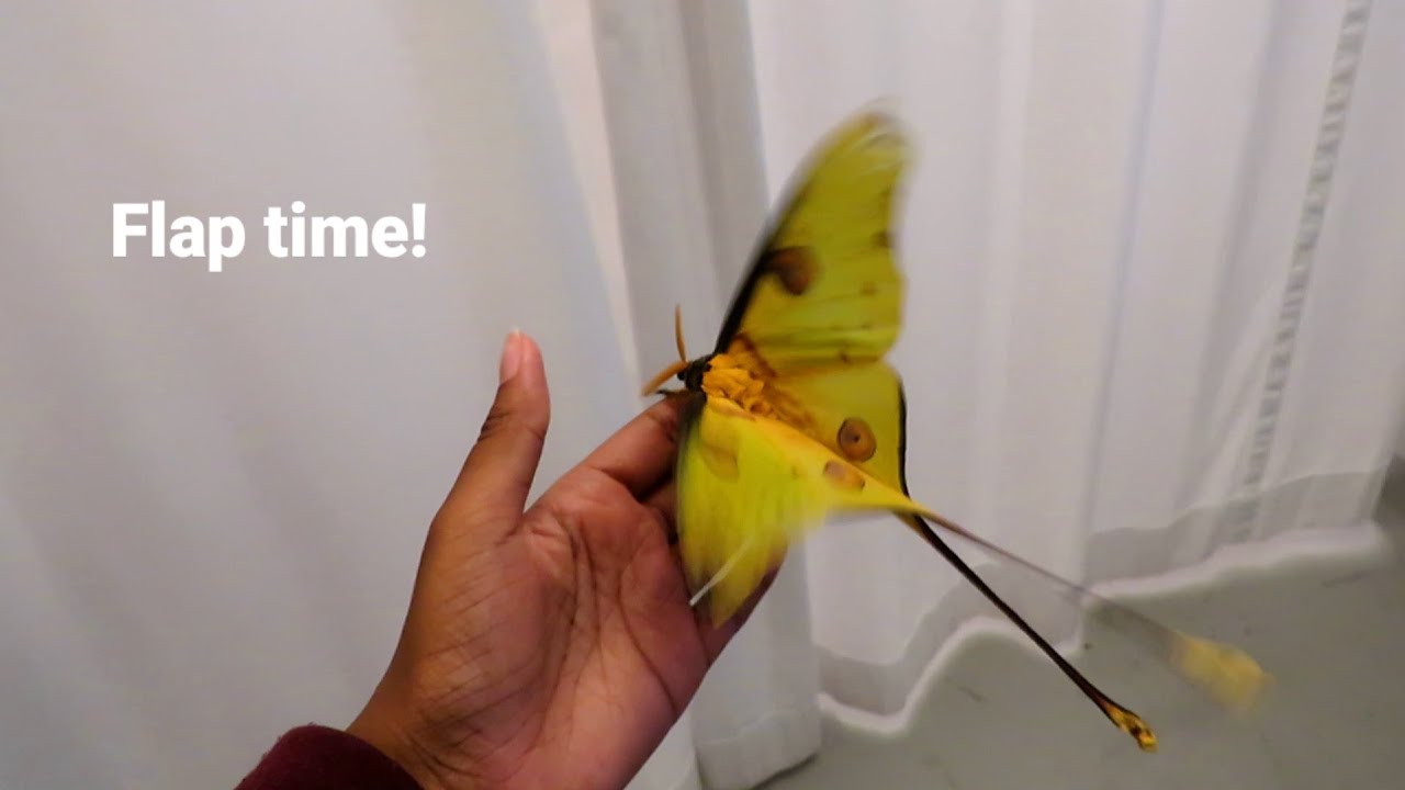Rare COMET MOTHS arrive at Callaway Gardens!! 🤩 | Holding stunning Comet Moths and their cocoons