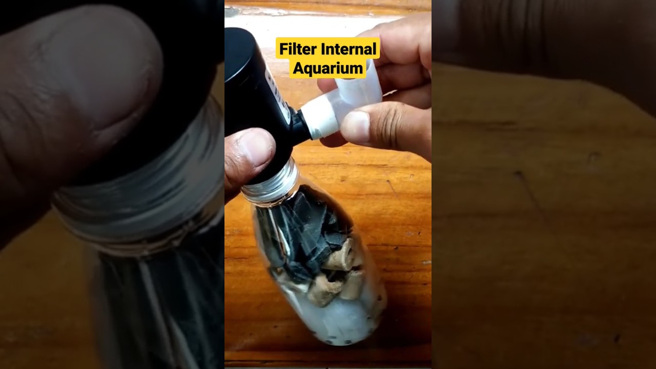 Cara Buat Filter Aquarium Sederhana #shorts