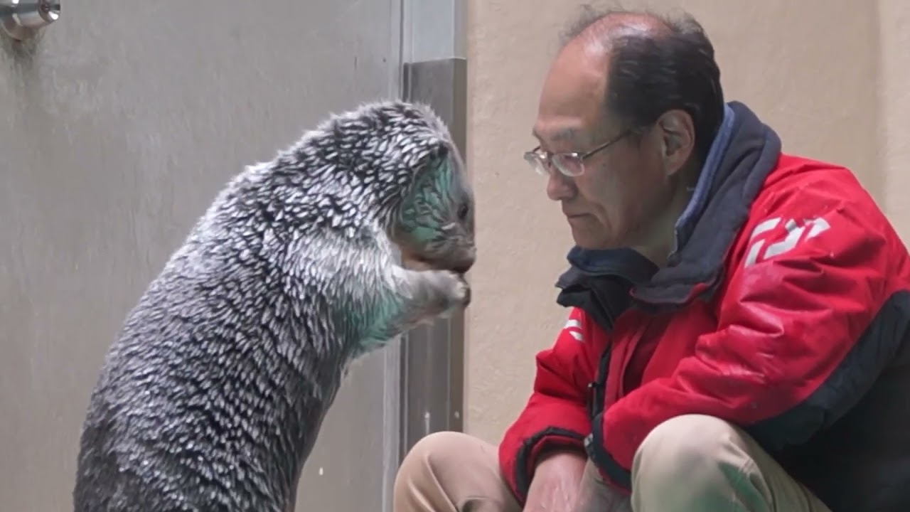 鳥羽水族館 ラッコ メイちゃんｼﾞｬｲｱﾝ反省のポーズ  ｢美味しそうだからつい…｣