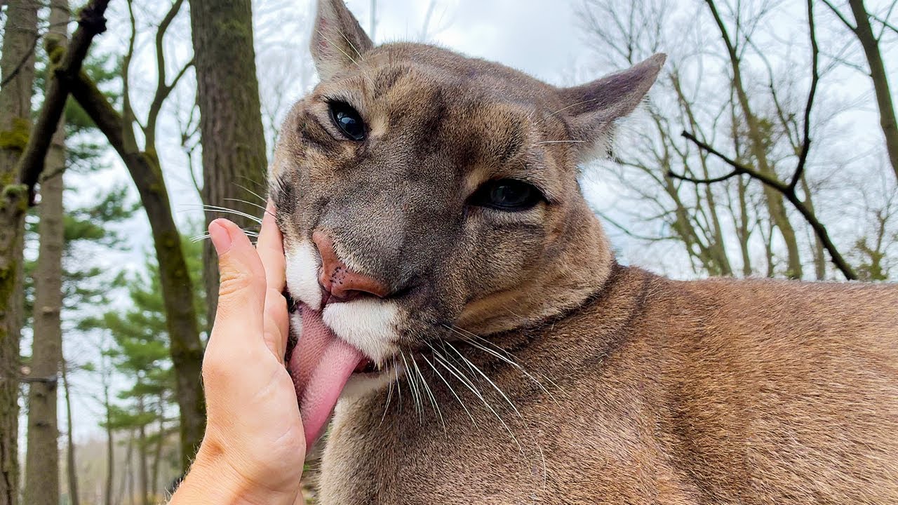 КРУТОЕ УРЧАНИЕ ПУМЫ / Шантаж рысей не удался