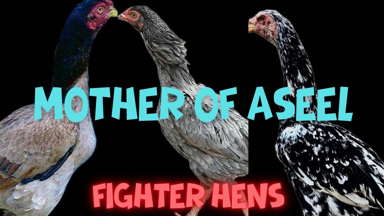Mother Of Aseel Hens|Fighter Aseel hens pakistan