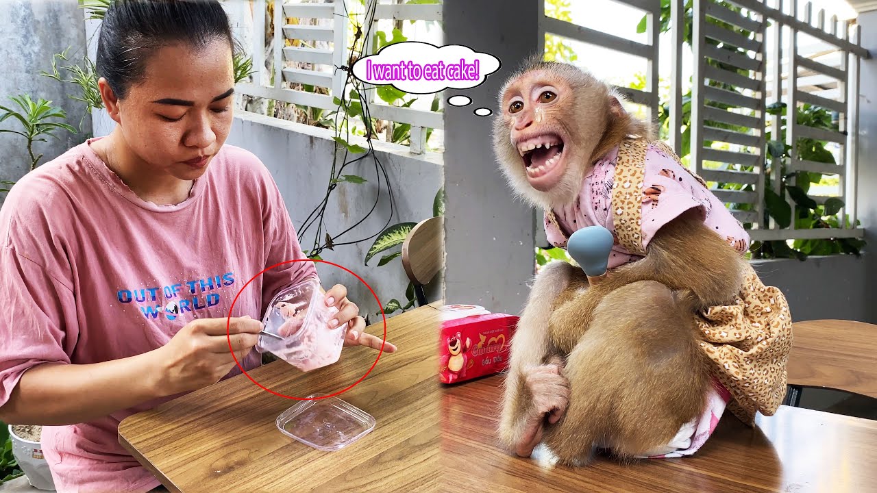 Monkey Lyly was disappointed because her mother didn't leave the cake for her
