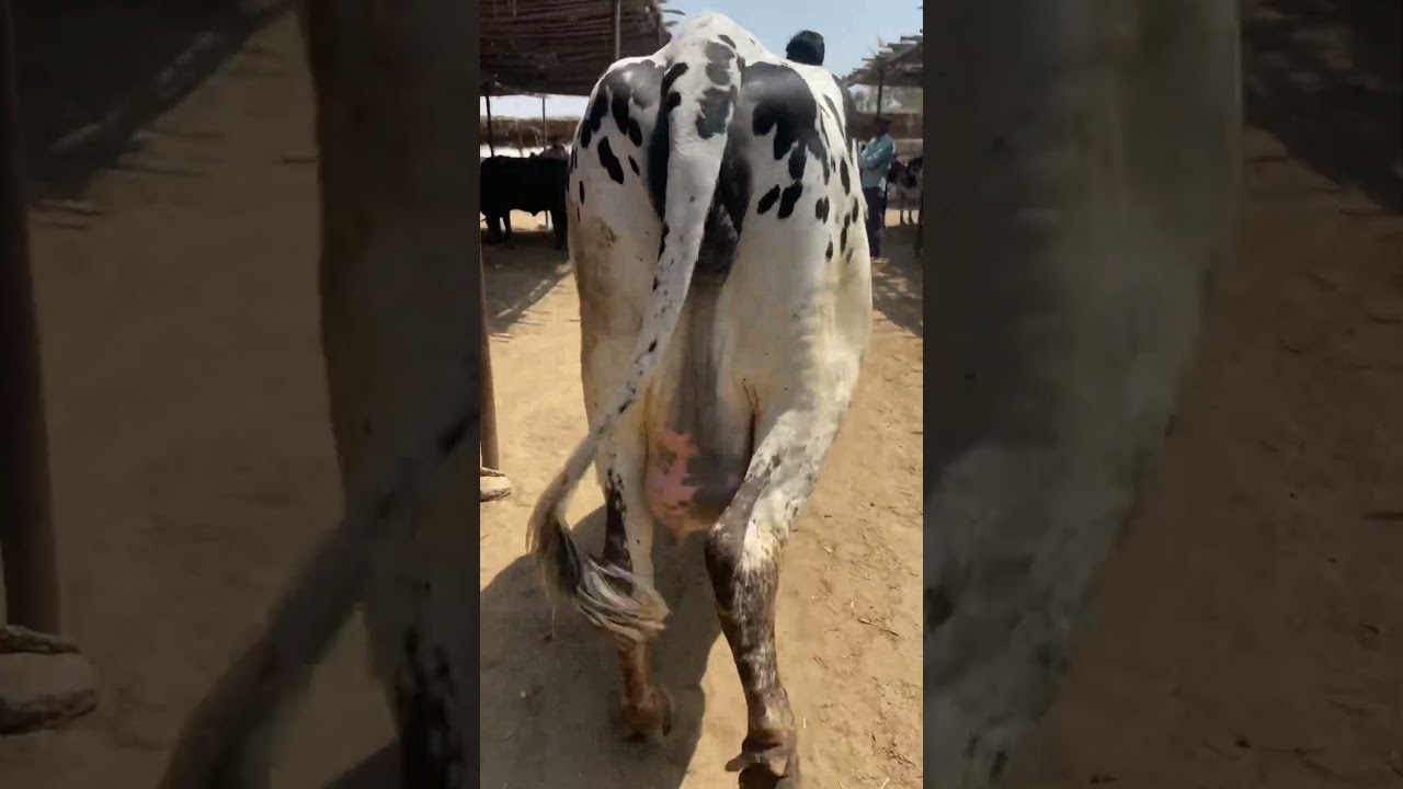 Pashu Mandi Bherwala 