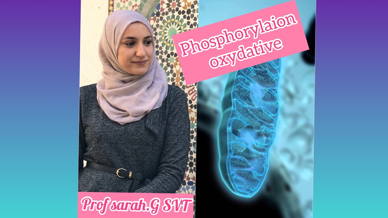 Consommation de la matière organique et flux d’énergie.chapitre1/partie 4 (suite respiration )