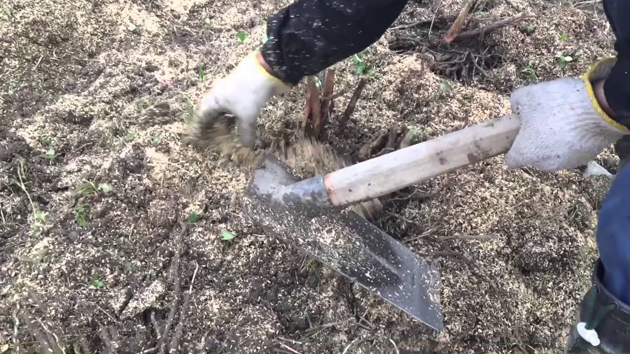 【家庭菜園】アスパラガスの植替え(株分け)