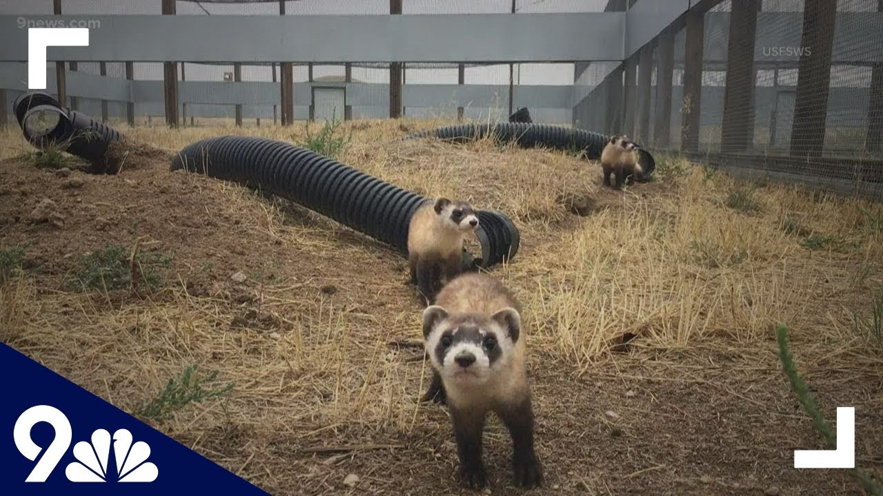 Endangered ferrets get experimental COVID-19 vaccine in Colorado
