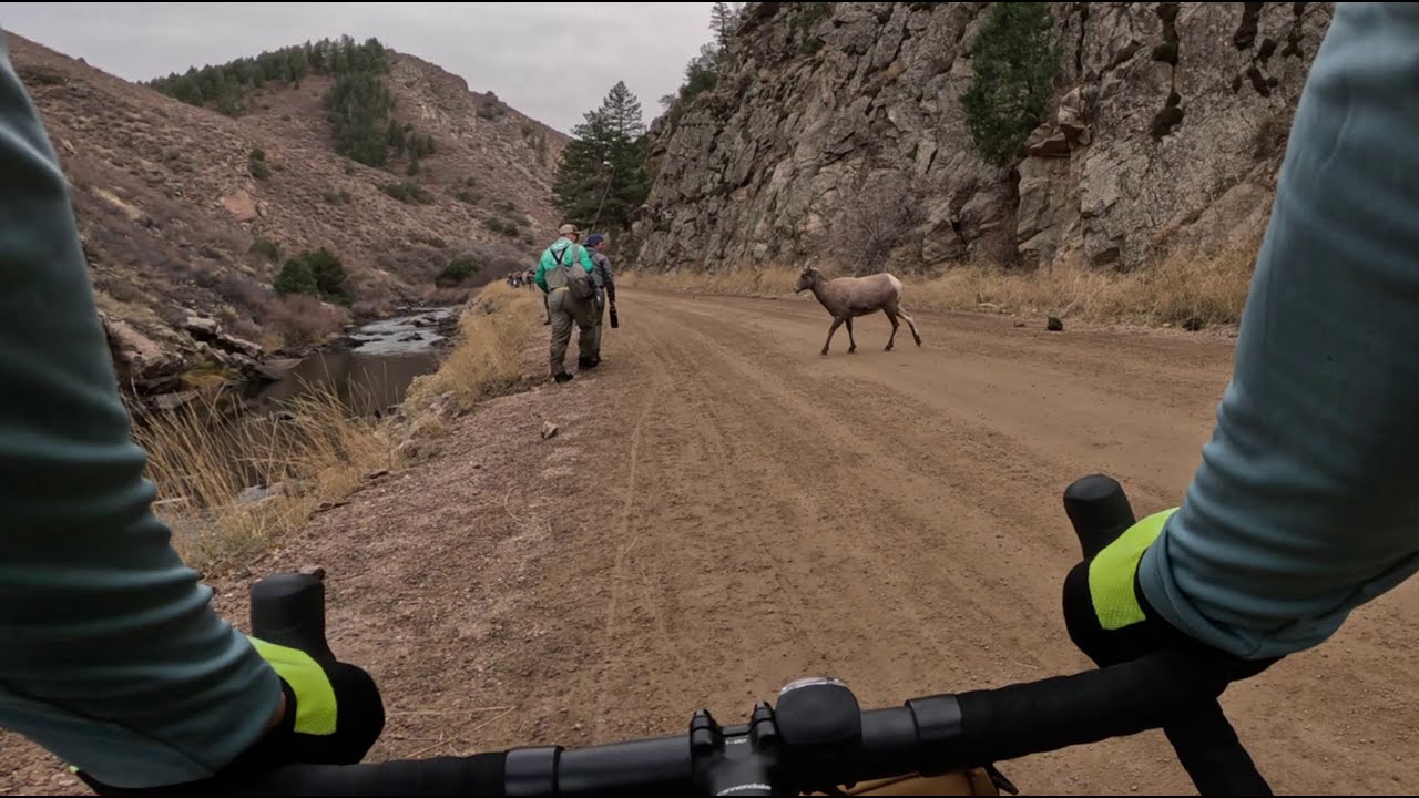 Waterton Canyon: Riding with Bighorn Sheep