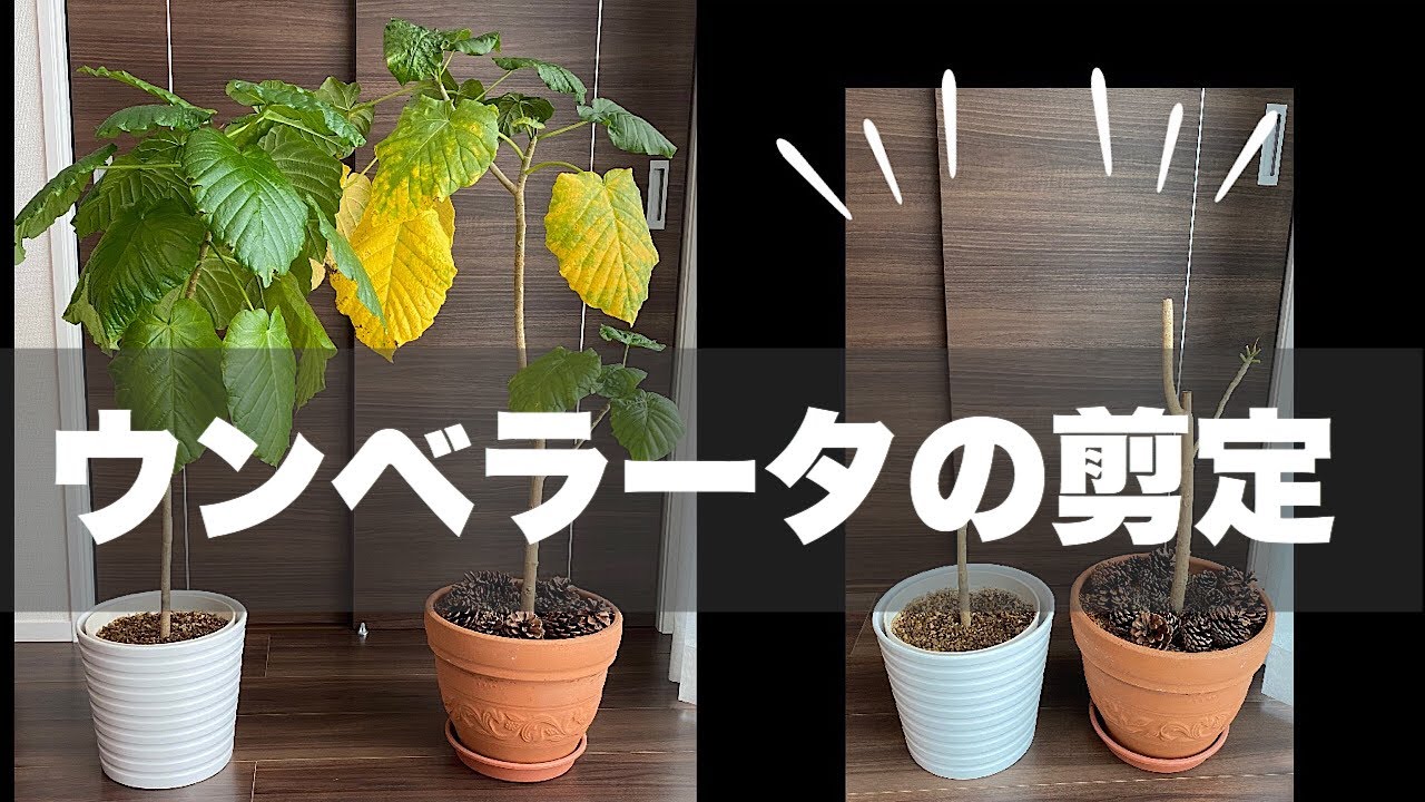 ウンベラータの剪定／黄色くなった葉／ヒョロヒョロ伸びた幹を仕立て直す