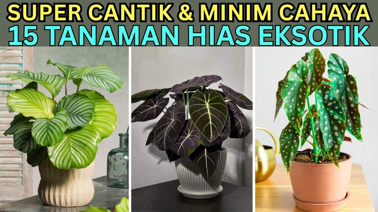 15 Tanaman Hias Eksotik Super Cantik untuk Interior Rumah Kecil | Tahan Minim Cahaya & Mudah Dirawat