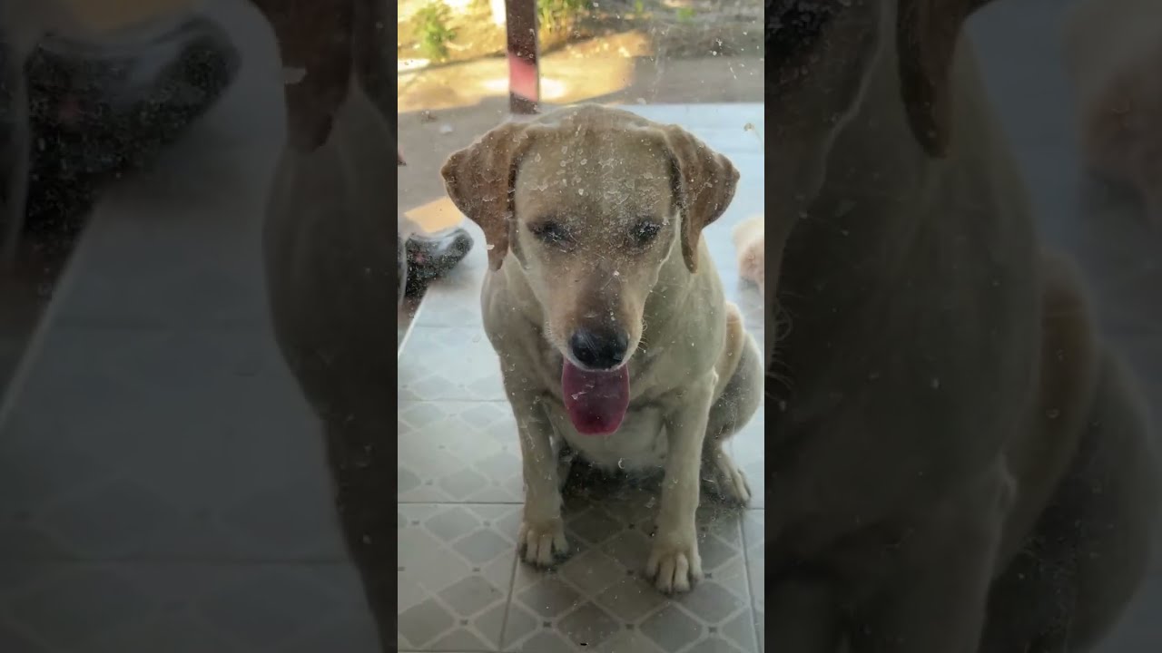Alex & I: Animal Lovers  is live! Time to Swim! A Lovely Morning with My Brother’s Dogs in Thailand