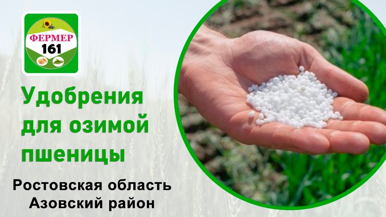 Минеральные удобрения |  Озимая Пшеница | Урожайность 6 т/га