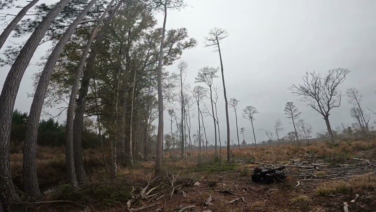 Dog hunting in South Carolina, but I had a bad day