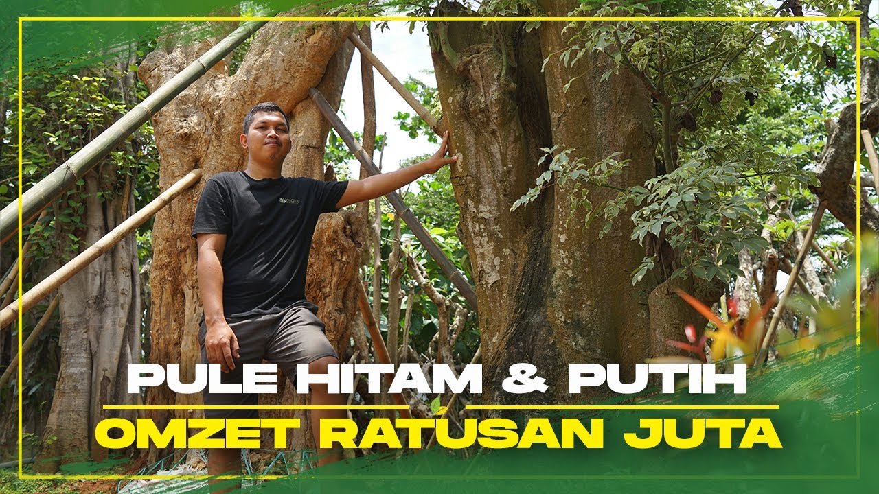 Omzet Ratusan Juta, Pohon Pule Menjanjikan