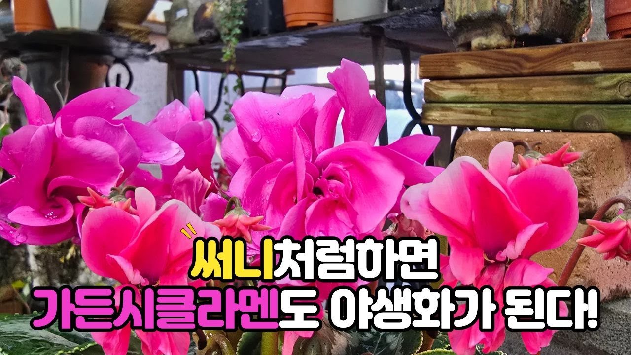 국산 시클라멘도 수입 시클 못지 않아요!