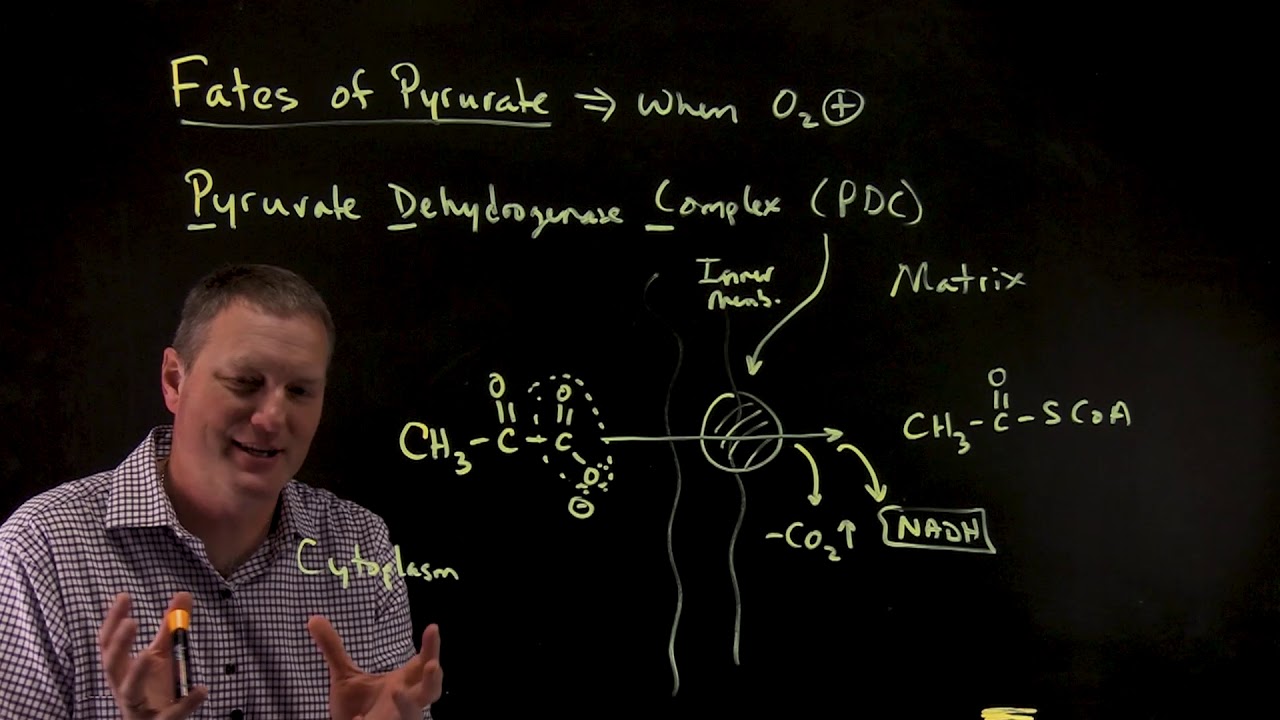 Fate of Pyruvate O2+