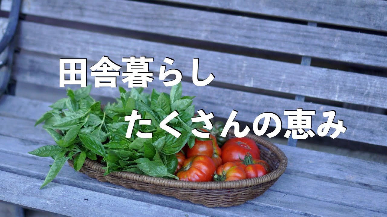 自給暮らしvlog｜毎日トマトと茄子料理です｜親子で立つ台所|#73