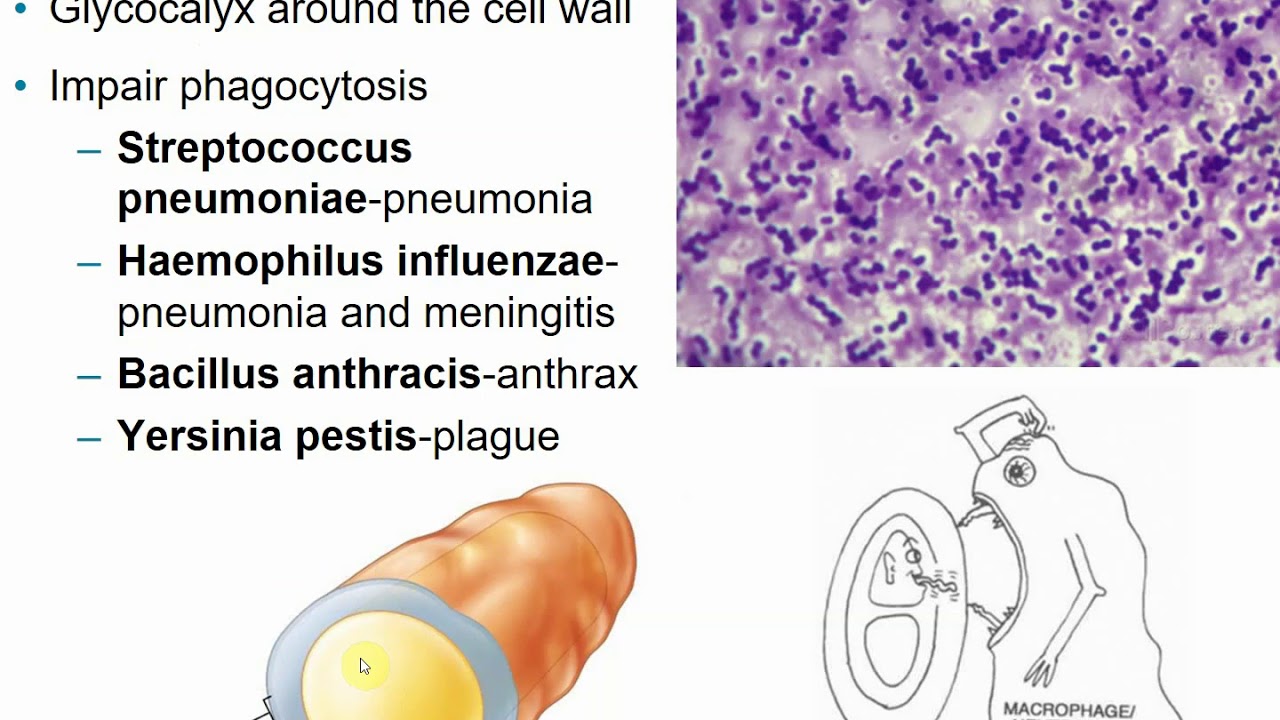 2117 Chapter 15 - Microbial Mechanisms of Pathogenicity