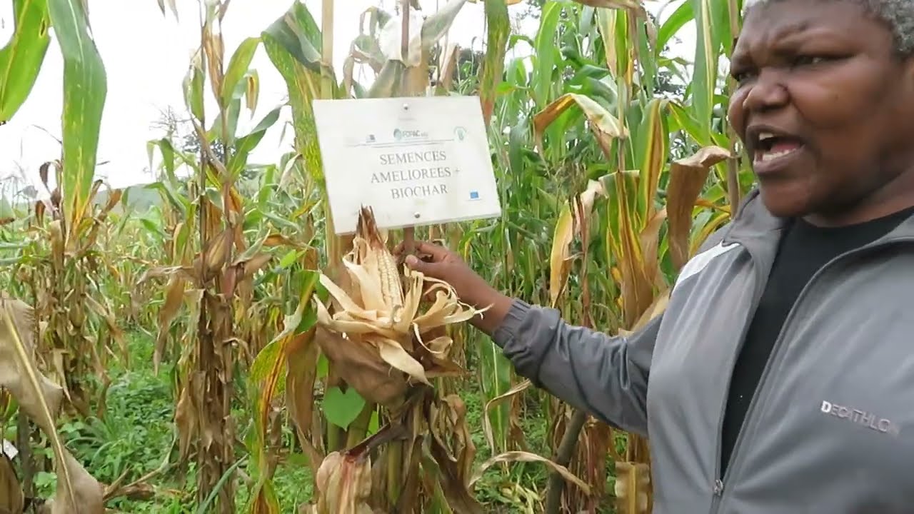 Les œuvres du Biochar dans les champs de maïs